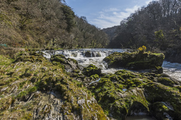 Fototapeta na wymiar The Cenarth Falls, River Teify, Wales, UK