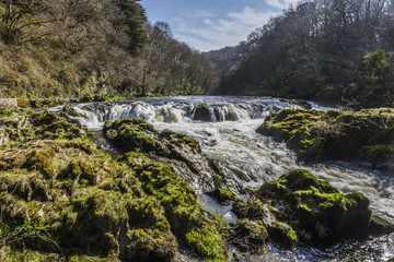Naklejka na ściany i meble The Cenarth Falls, River Teify, Wales, UK