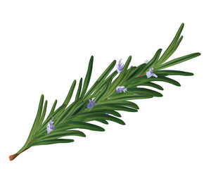 Realistic vector isolated rosemary flower leaves - realistic vector branch floral rosemary