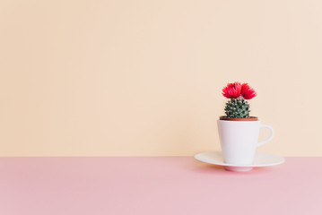 Small cactus in a flowerpot on a trendy background.