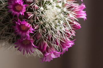A flowering cactus
