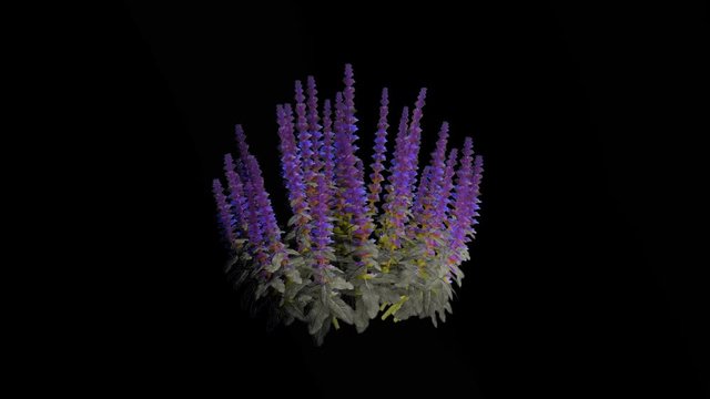 Woodland Sage Purple Flowers. Alpha Channel Included.