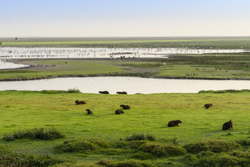 Group of Capybara (Hydrochoerus hydrochaeris) and water birds
