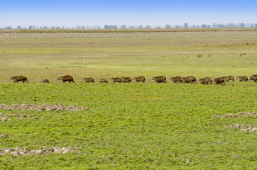 Group of Capybara (Hydrochoerus hydrochaeris)