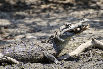 Spectacled caiman eating fish