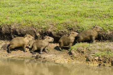 Group of Capybara (Hydrochoerus hydrochaeris)