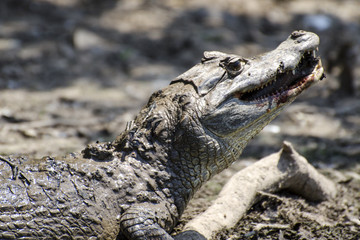 Obraz premium Spectacled caiman eating fish