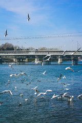 Seagull on lake. Azerbaijan. Nature background.