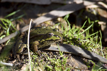 green Frog on the bank of the pond