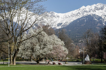 Fototapeta na wymiar Frühlingsblüte in den Alpen
