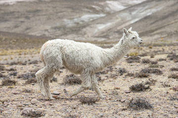 Fototapeta premium lamas in Andes,Mountains, Peru