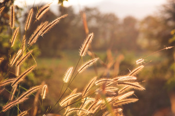 Image of sunny silhouette of grass poaceae in the soft golden light at sunset, natural blurred background of the field somewhere in the north of Thailand
