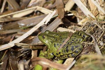 Frog on the bank of the pond