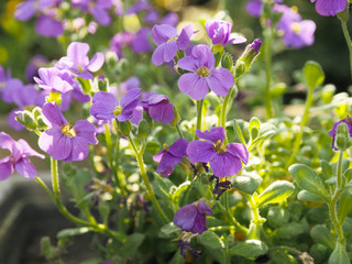 Blaukissen, Aubrieta im Sonnenschein