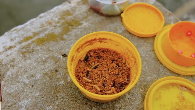 Container with nasty worms for fishing. Group Of Maggots (Acheta Domesticus)

