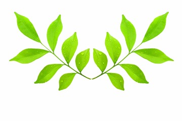 Green leaves, white background
