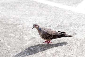 キジバト（老いたキジバト）