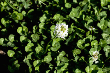 シロツメクサ（クローバー）の花