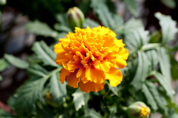 マリーゴールド