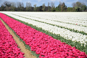 Tulipes, Jonqui&egrave;res