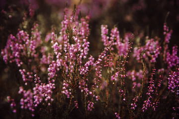 Beautiful heather flowers background. Close up of heather flowers.