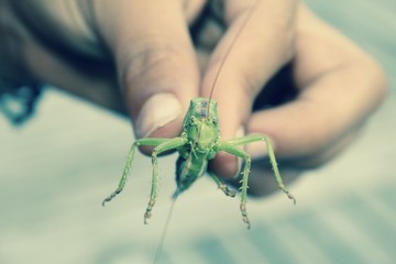 Obraz premium Grasshopper