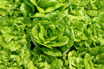 Green leaves of salad with water drops on a garden bed in the sunlight, top view.