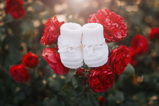 Handmade white booties for newborn baby placed on the red roses.
