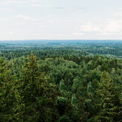 Aerial view of the forest - spruce trees from the top.