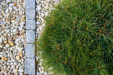 Single shrub surrounded by pebbles and paving stones, photographed von above