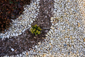 Single shrub surrounded by pebbles and paving stones, photographed von above   