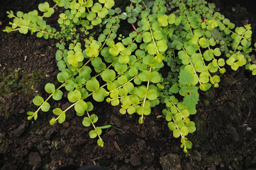 Creeping jenny