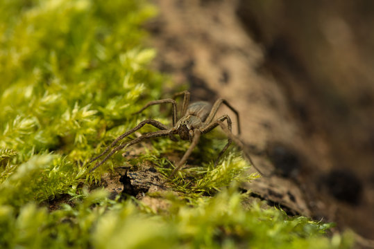 Listspinne im Moos