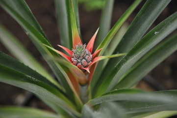 Obraz premium Pineapple blossom