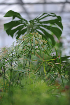 Tsiperus blossom