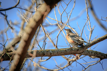 American Robin (Turdus migratorius) perched in a tree.