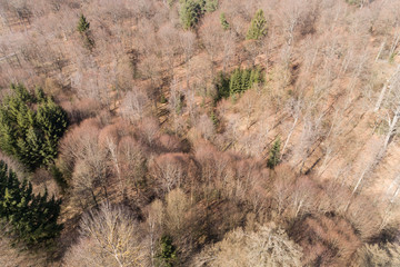 Blick aus der Vogelperspektive in den Mischwald im Frühling