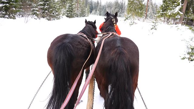 Horses run with bells in winter