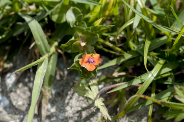 アカバナルリハコベ