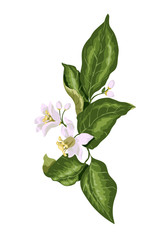 Citrus branch with blooming flowers in vector graphic
