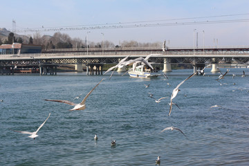 White seagulls in the sky against a background of blue sea. Sea birds. Summer. Fly. Space for text.