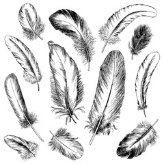 Feathers sketch set. Hand drawn. 