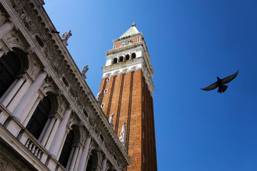 Bell Tower of San Marco with pigeon, Venice, Italy