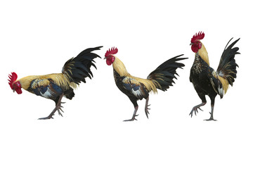 Male chicken isolated on white background