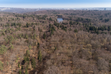 Blick aus der Vogelperspektive in den Mischwald im Frühling