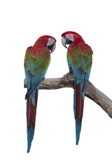 Fototapeta na wymiar Pair of macaw isolated on white background (Green winged macaw)
