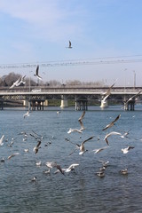White seagulls in the sky against a background of blue sea. Sea birds. Summer. Fly. Space for text.