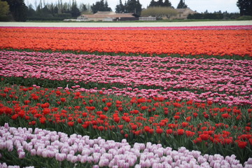 Tulipes, Jonquières