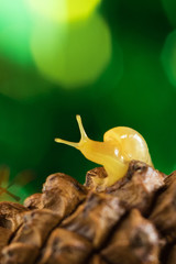 Snail in the forest