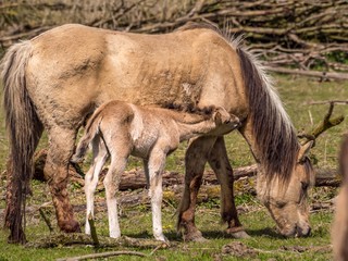 Konik horse with foal (mother with child) at the Oostvaardersplassen, the Netherlands © Frank